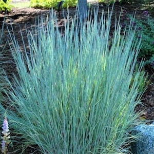 Schizachyrium Scoparium (Blauschilfgras) Samen
