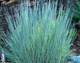 Bluestem Grass (Schizachyrium Scoparium) Seeds