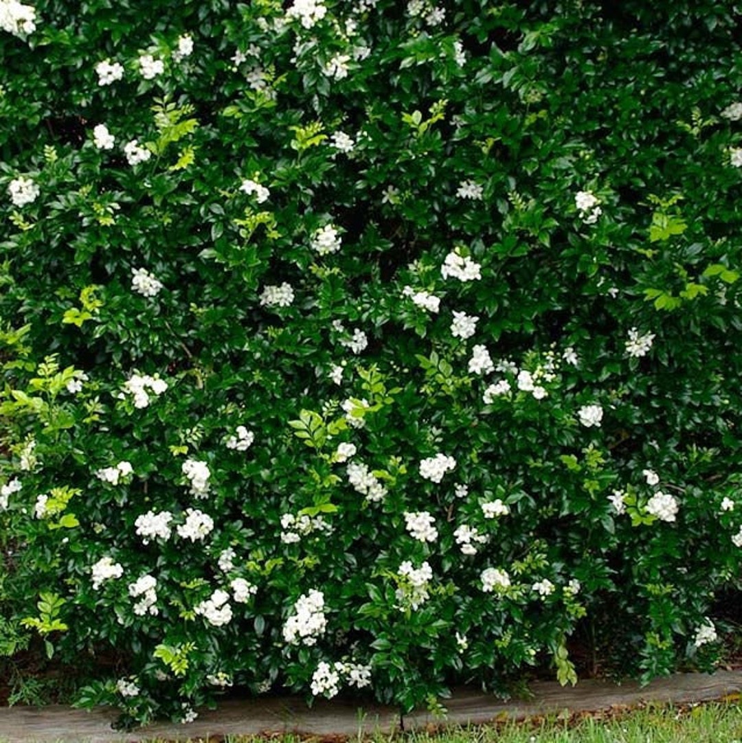 Orange Lakeview Jasmine Plant murraya Paniculata Seeds - Etsy