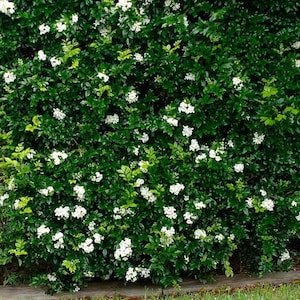Orange Lakeview Jasmine Plant (Murraya Paniculata) Seeds