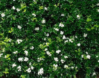 Orange Lakeview Jasmine Plant (Murraya Paniculata) Seeds