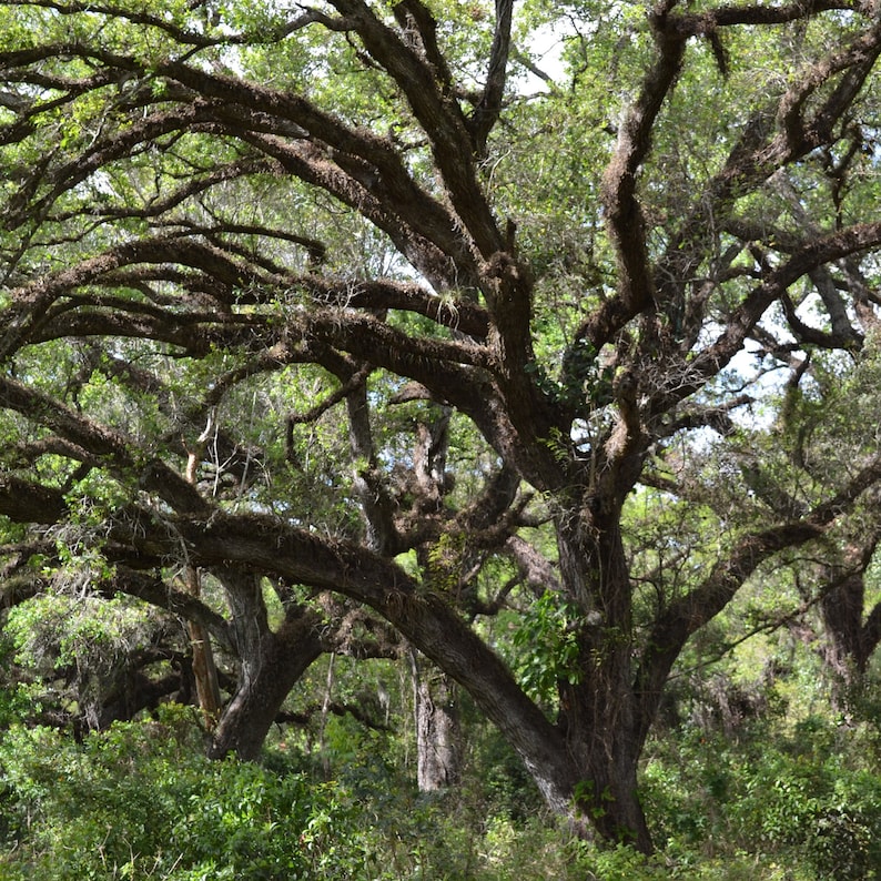 Live Oak Tree quercus Virginiana Seeds Etsy