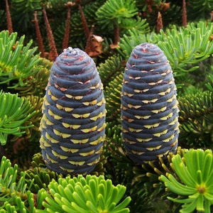 Korean Fir Tree Abies Koreana Seeds image 1