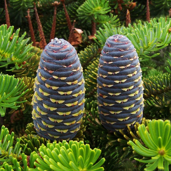 Korean Fir Tree (Abies Koreana) Seeds