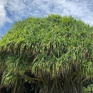 May include: A large, green tree with long, spiky leaves and a rounded shape. The tree has multiple aerial roots and is set against a blue sky with white clouds. The leaves are a vibrant green color.