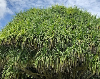 Pode incluir: Uma árvore grande e verde com folhas longas e pontiagudas e uma forma arredondada. A árvore tem múltiplas raízes aéreas e está situada contra um céu azul com nuvens brancas. As folhas são de uma cor verde vibrante.