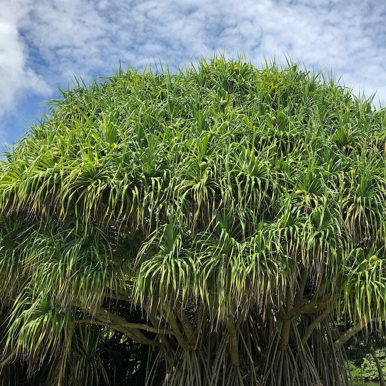 May include: A large, green tree with long, spiky leaves and a rounded shape. The tree has multiple aerial roots and is set against a blue sky with white clouds. The leaves are a vibrant green color.