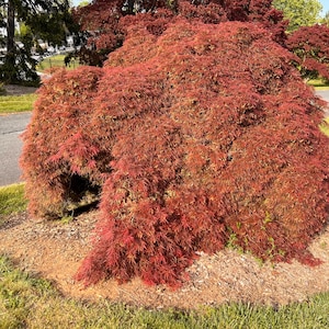 Puede incluir: Un árbol de arce japonés rojo con una forma cascada y llorona. El árbol está en un entorno paisajístico con mantillo marrón y hierba verde.