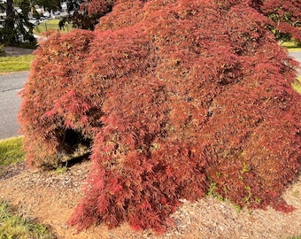May include: A red Japanese maple tree with a cascading, weeping form. The tree is in a landscape setting with brown mulch and green grass.