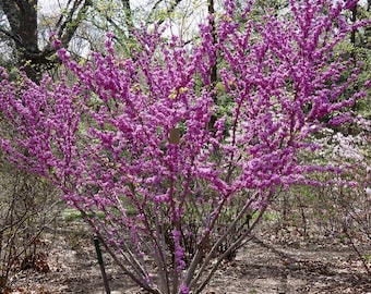 Yunnan Smooth Redbud Tree (Cercis Glabra) Seeds
