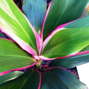 Op de afbeelding: Een close-up van een groene en witte bonte plant met roze randen aan de bladeren.