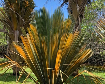 Semillas de Palmera Jata (Copernicia Rigida) - LOTE LIMITADO