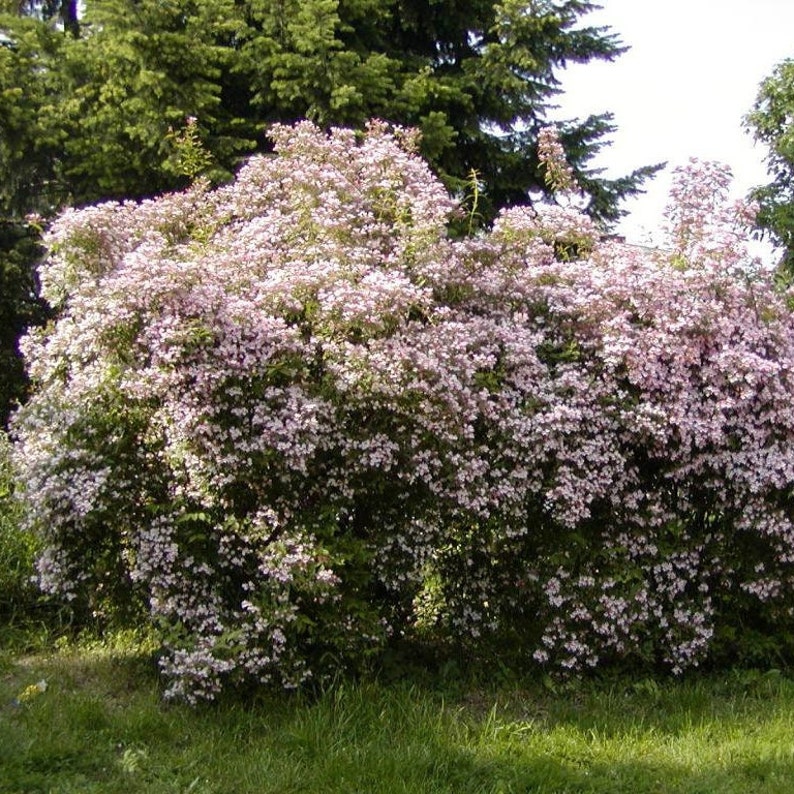 Beauty Bush Plant Kolkwitzia Amabilis Seeds image 1