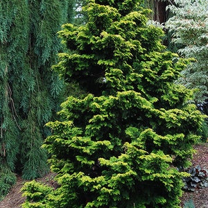 Golden Hinoki Cypress Tree Chamaecyparis Obtusa Seeds image 1