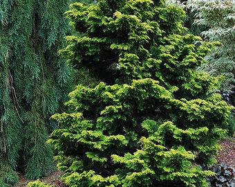 Golden Hinoki Cypress Tree (Chamaecyparis Obtusa) Seeds