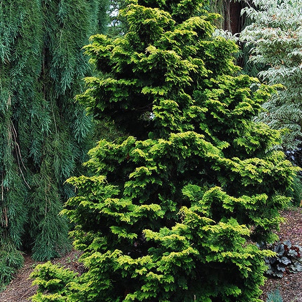 Golden Hinoki Cypress Tree (Chamaecyparis Obtusa) Seeds