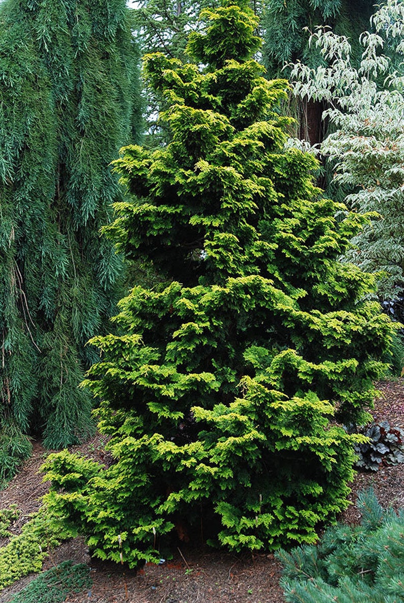 Golden Hinoki Cypress Tree Chamaecyparis Obtusa Seeds image 1