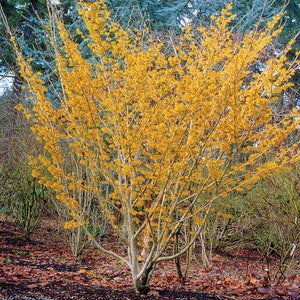 Witch Hazel Tree Hamamelis Virginiana Seeds image 3