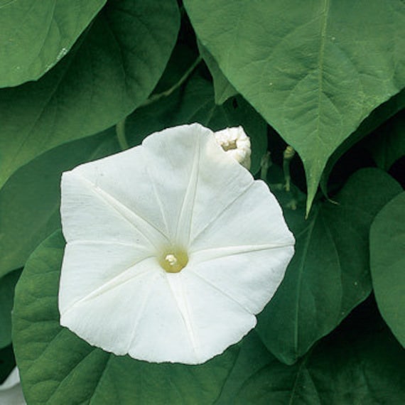 zimmerpflanzen samen online kaufen Monstera deliciosa Samen kaufen (geprfte Keimquote)  Pflanzpaket