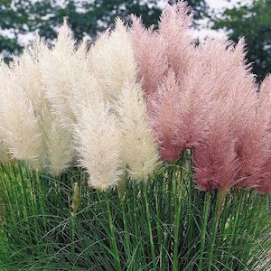 Pampas ornamental grass seed mix