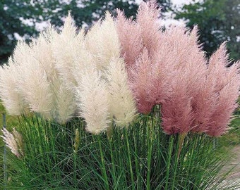 Pampas ornamental grass seed mix