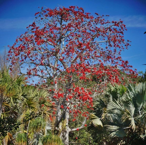 Kapok Red Silk Cotton Tree (bombax Ceiba) Seeds - Etsy Hong Kong