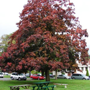 Crimson King Ahorn-Baum-Samen