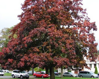 Crimson King Maple Tree Seeds