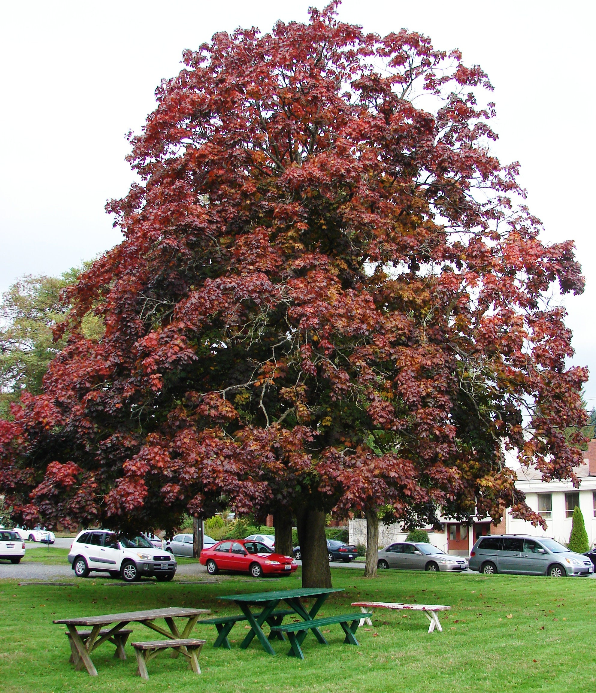 Crimson King Maple Trees