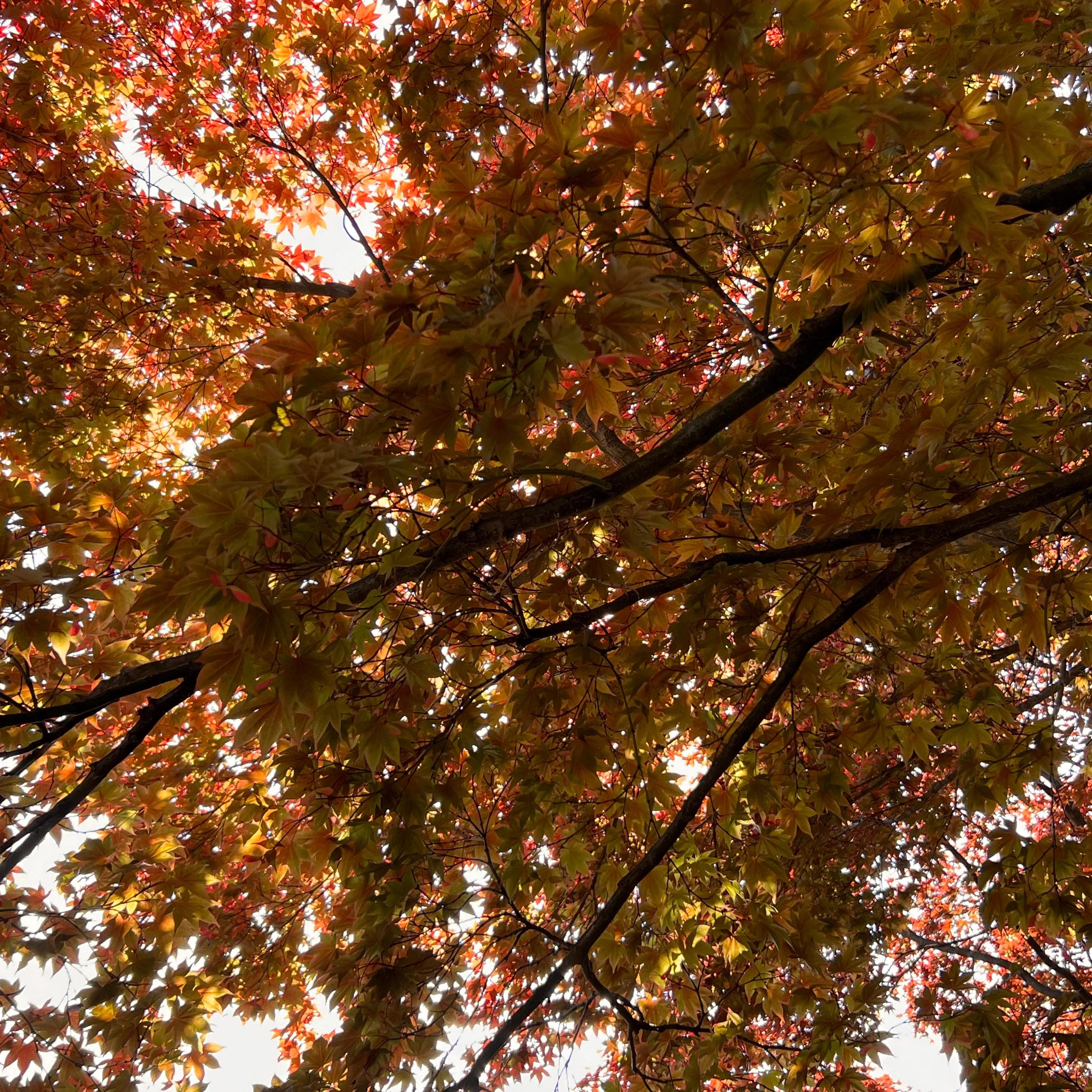Yezo-nishiki Japanese Maple Tree (acer Palmatum 'yezo-nishiki