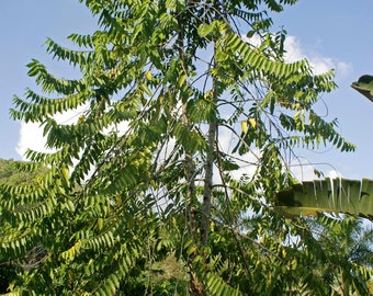 Chanel Number Five "Ylang Ylang" Tree (Cananga Odorata) Seeds
