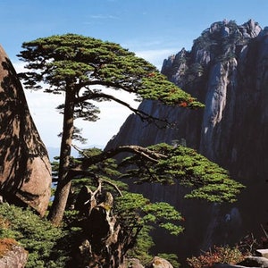 Graines Pin de Huangshan (Pinus Hwangshanensis)