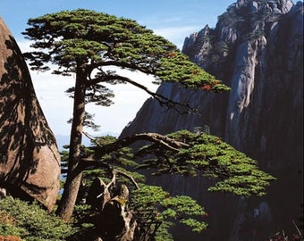 Samen der Huangshan-Kiefer (Pinus Hwangshanensis).