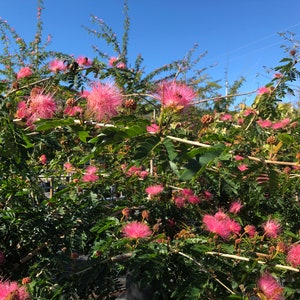 Mimosa Persian Silk Tree Albizia Julibrissin Seeds image 5