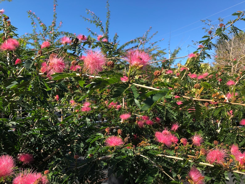 Mimosa Persian Silk Tree Albizia Julibrissin Seeds image 5