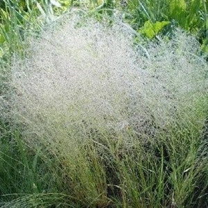 Ornamental Cloud Grass (Agrostis Nebulous) Seeds