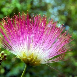 Mimosa Persian Silk Tree Albizia Julibrissin Seeds image 8