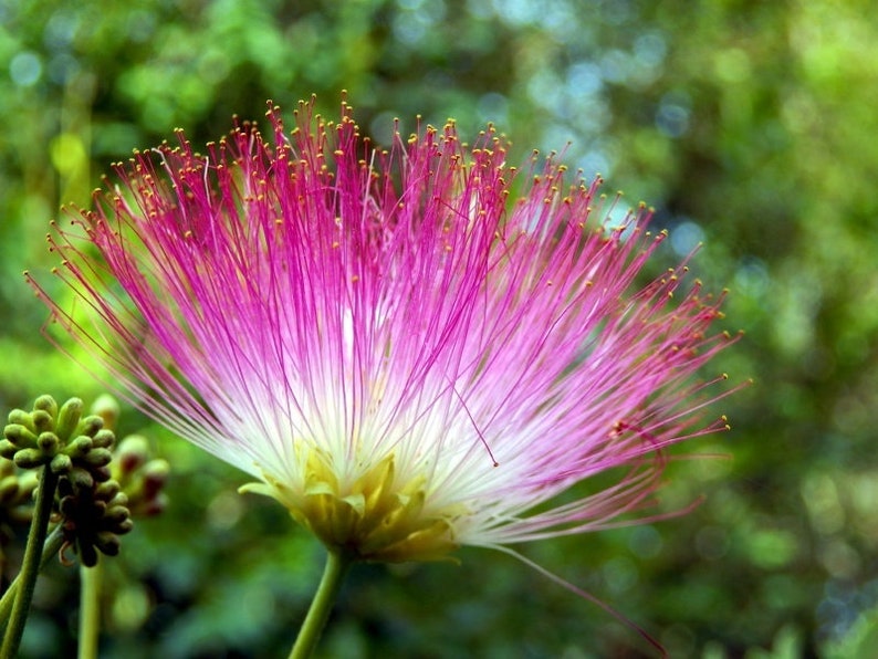 Mimosa Persian Silk Tree Albizia Julibrissin Seeds image 8