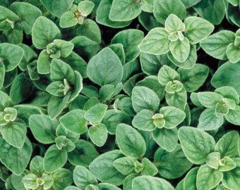 Semillas de orégano griego orgánico (Origanum vulgare)