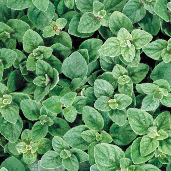 Organic Greek Oregano Plant origanum Vulgare Seeds Etsy