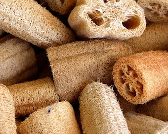 May include: A close-up of a pile of natural loofah sponges, a type of natural bath scrubber. The loofahs are light brown and have a rough, textured surface.