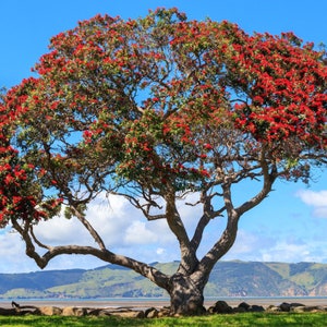 Pohutukawa Red Christmas Tree Metrosideros Excelsa Seeds image 1