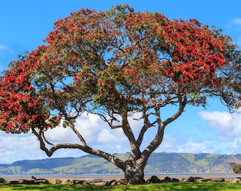 Semillas de Árbol de Navidad Rojo Pohutukawa (Metrosideros Excelsa)