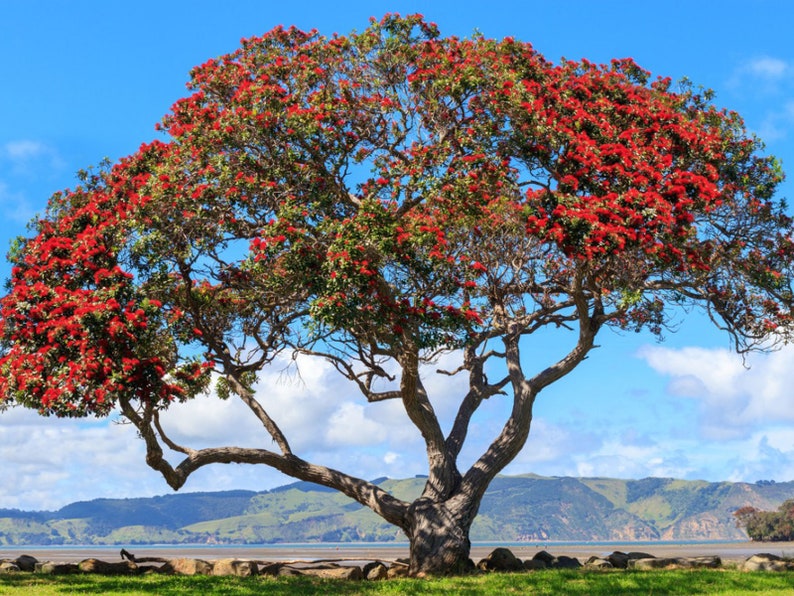 Pohutukawa Red Christmas Tree Metrosideros Excelsa Seeds image 1