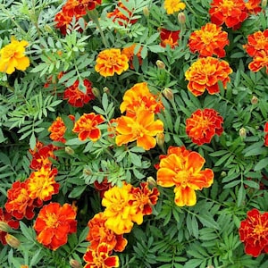 May include: A vibrant close-up of marigold flowers in full bloom. The flowers display a gradient of colors, from deep red to bright orange and yellow, set against a backdrop of green foliage. The image showcases the intricate details of the petals.
