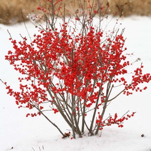 Winterberry Plant (Ilex Verticillata) Seeds