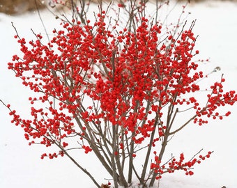 Winterberry Plant (Ilex Verticillata) Seeds