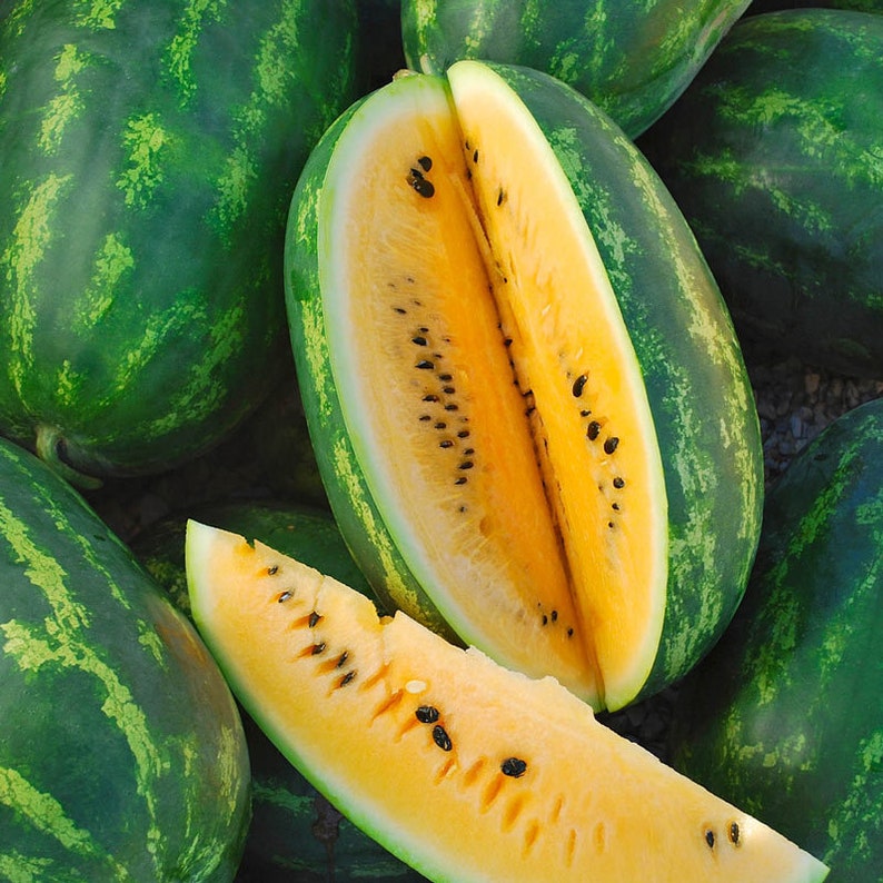 Organic Golden Honey Watermelon Plant Citrullus Lanatus Seeds image 1