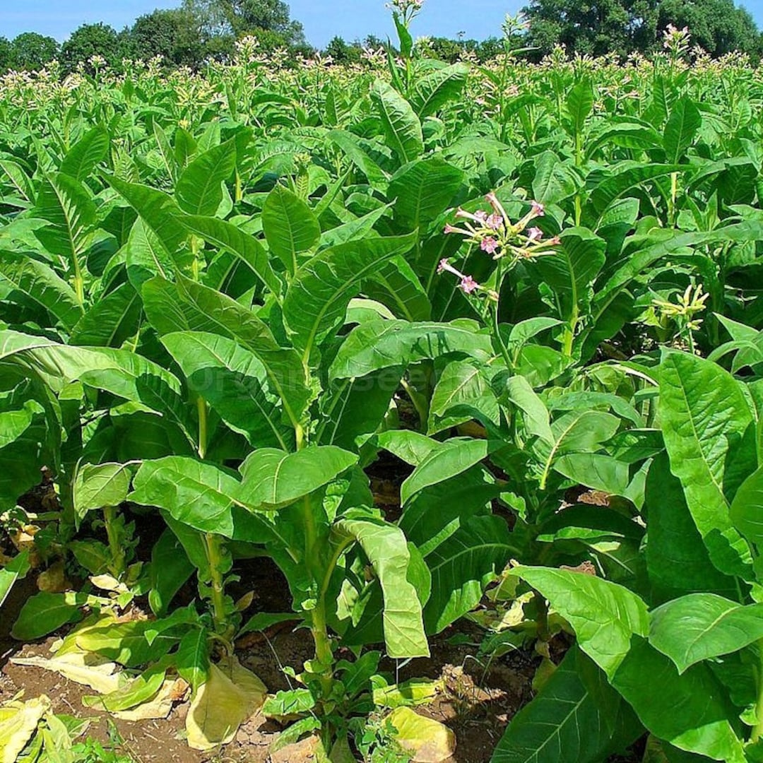 natural tobacco plant Organic Virginia Gold Tobacco Plant (nicotiana Tabacum) Seeds