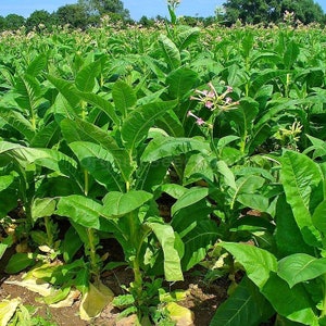Organic Virginia Gold Tobacco Plant (Nicotiana Tabacum) Seeds